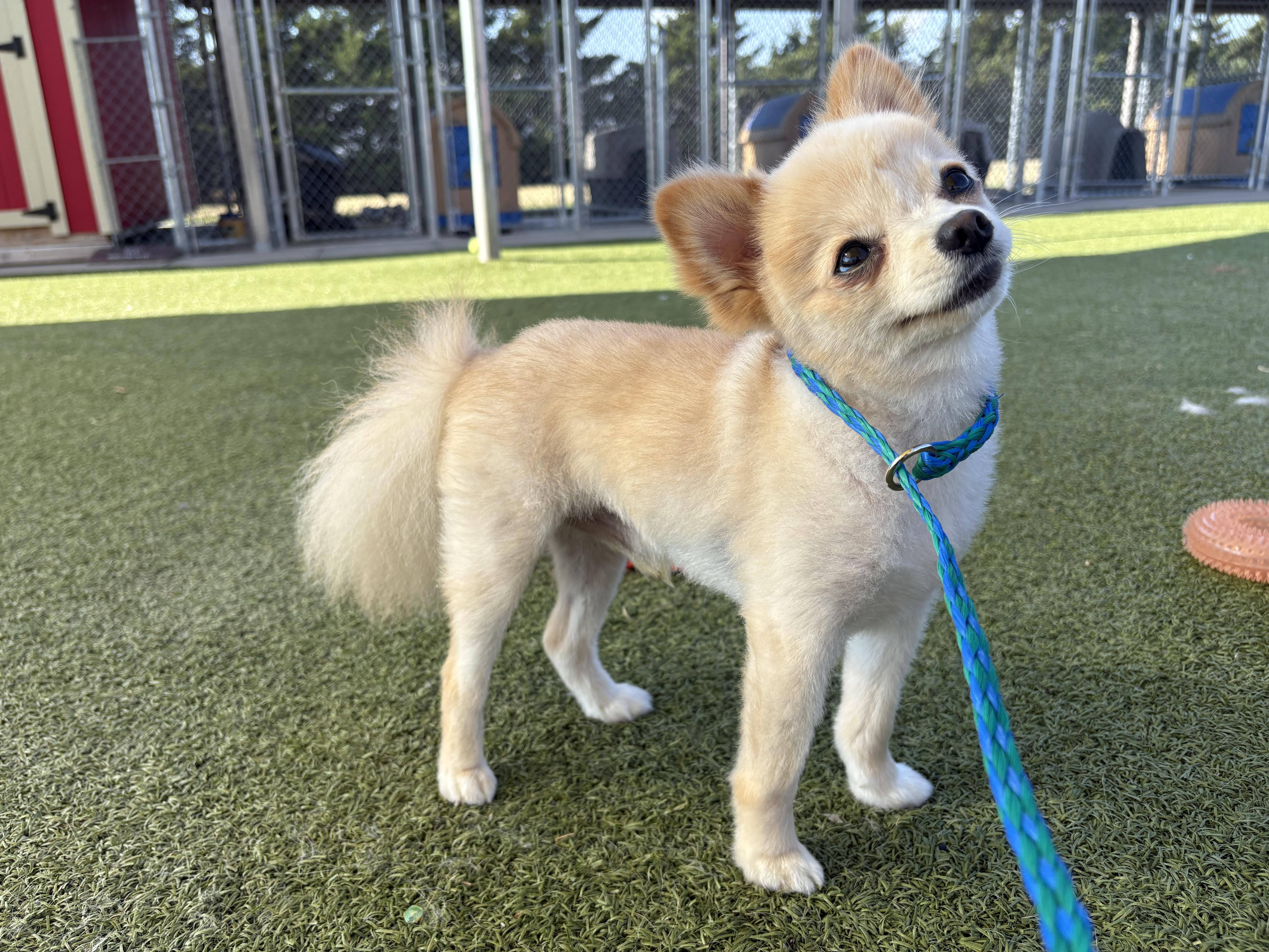 Enlarge Peppy, a Adopted Pomeranian in Hays, KS image 1/6