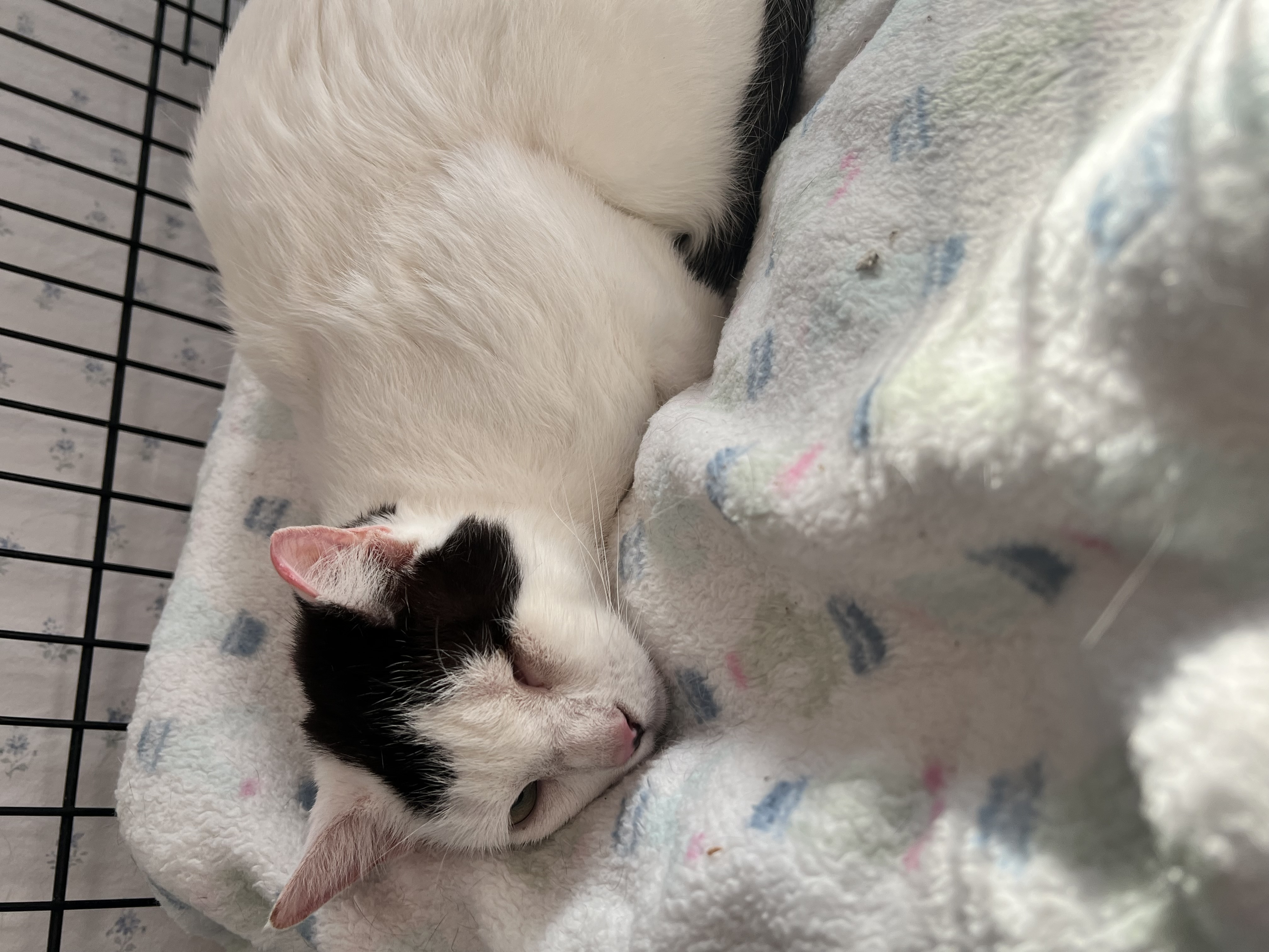 Sweet Pea, a Adoptable Domestic Short Hair in Staten Island, NY image 1/2