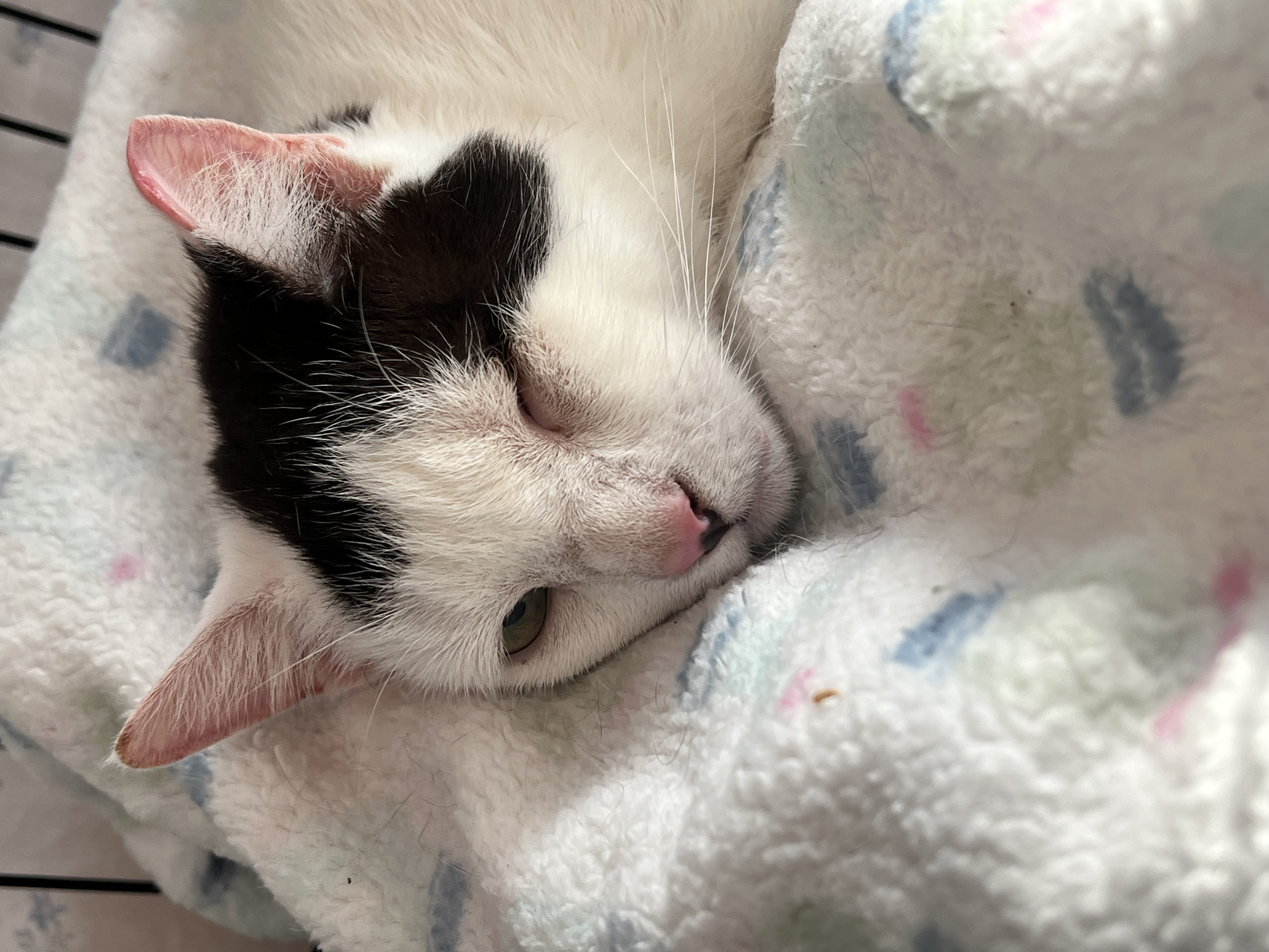 Sweet Pea, a Adoptable Domestic Short Hair in Staten Island, NY image 2/2