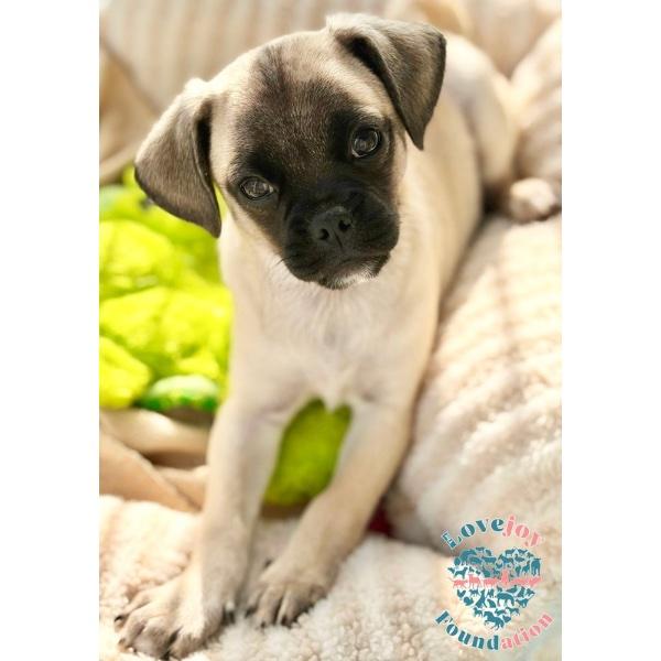 Enlarge Pug 5-Pugsy Malone, an adopted mixed breed in Inglewood, CA image 1/3