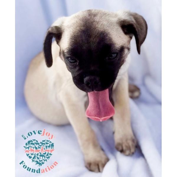 Enlarge Pug 5-Pugsy Malone, an adopted mixed breed in Inglewood, CA image 3/3