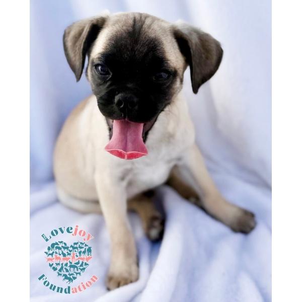 Enlarge Pug 5-Pugsy Malone, an adopted mixed breed in Inglewood, CA image 2/3