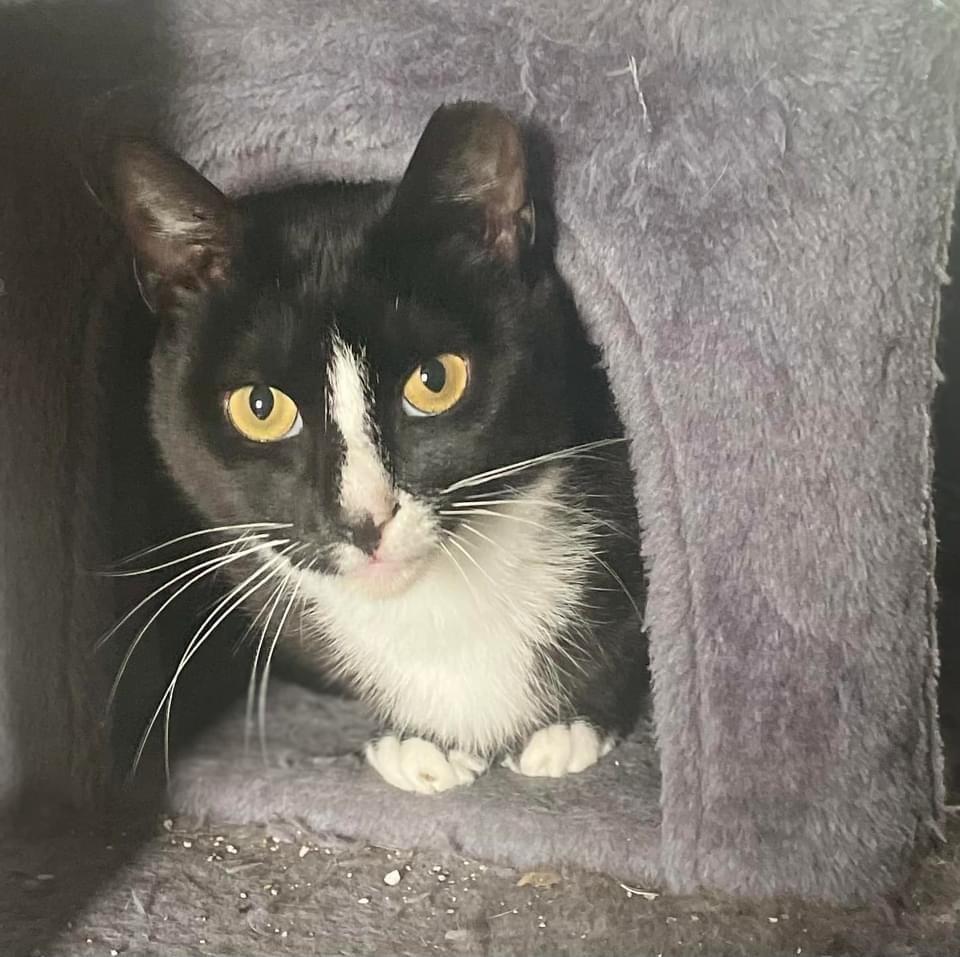 Oreo aka Max, Adoptable, Adult Male Domestic Short Hair.