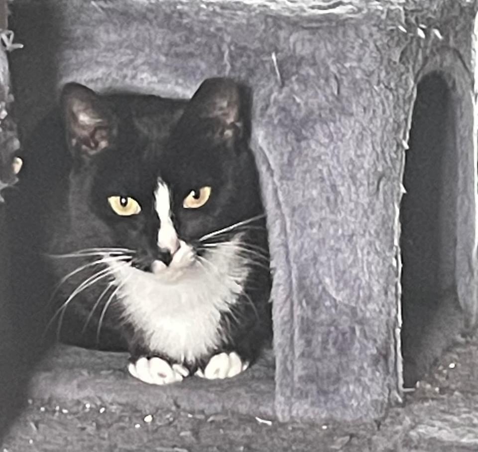 Enlarge Oreo aka Max, a Adoptable mixed breed in levittown, NY image 4/6