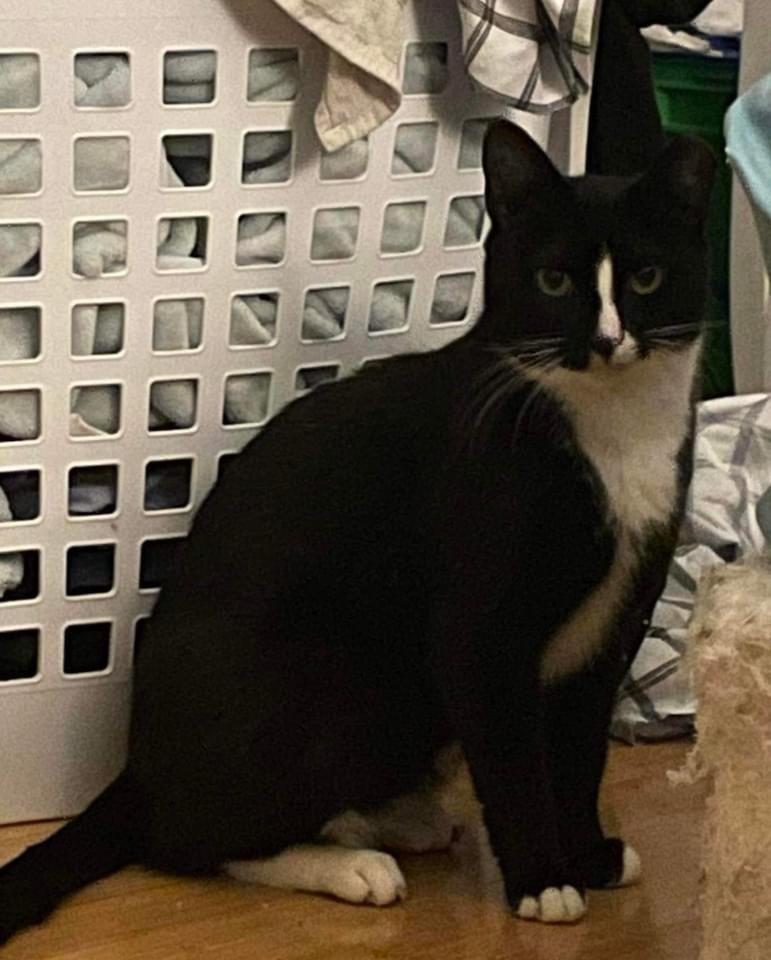 Enlarge Oreo aka Max, a Adoptable mixed breed in levittown, NY image 6/6