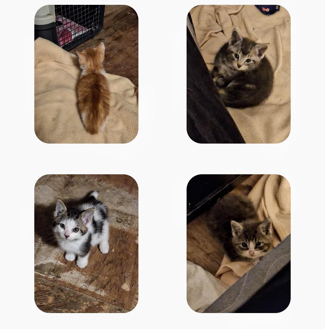 4 kittens found in Clinton, Baby Female unknown