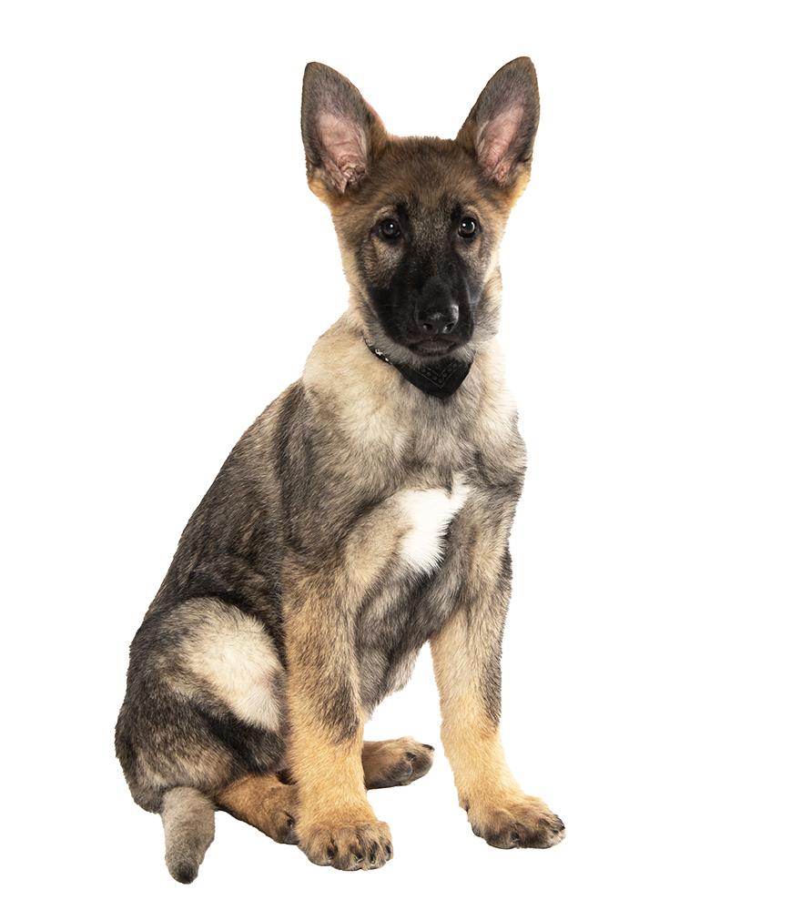Sarge, adopted, Puppy Male German Shepherd Dog.