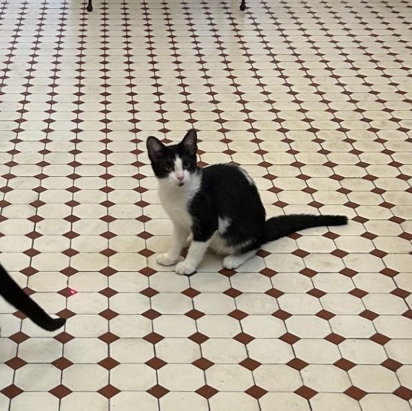 Mitch, Adoptable, Young Female Domestic Short Hair.
