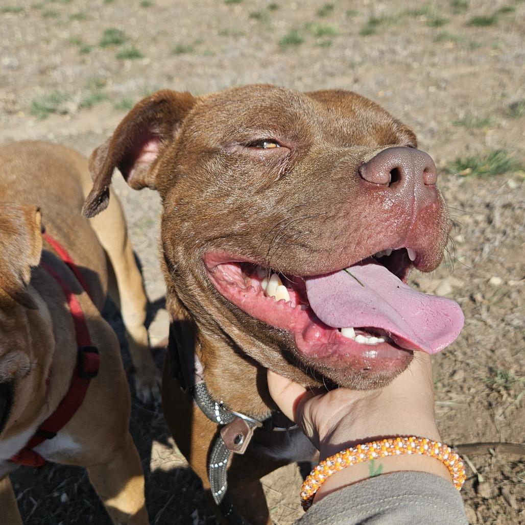 Muenster - In Foster! Need Another Dog in The Home, Adoptable, Adult Male Pit Bull Terrier.