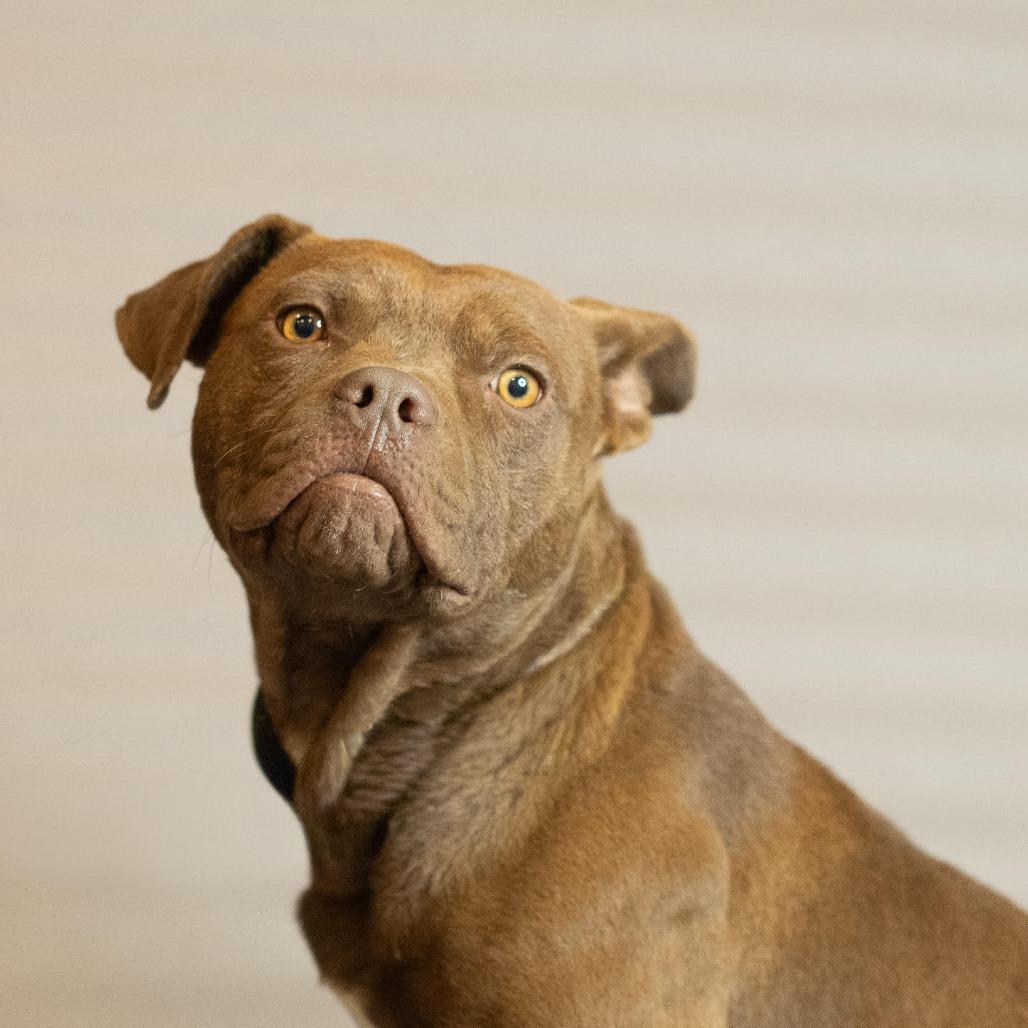 Muenster - In Foster! Need Another Dog in The Home, a Adoptable Pit Bull Terrier in Flagstaff, AZ image 3/6