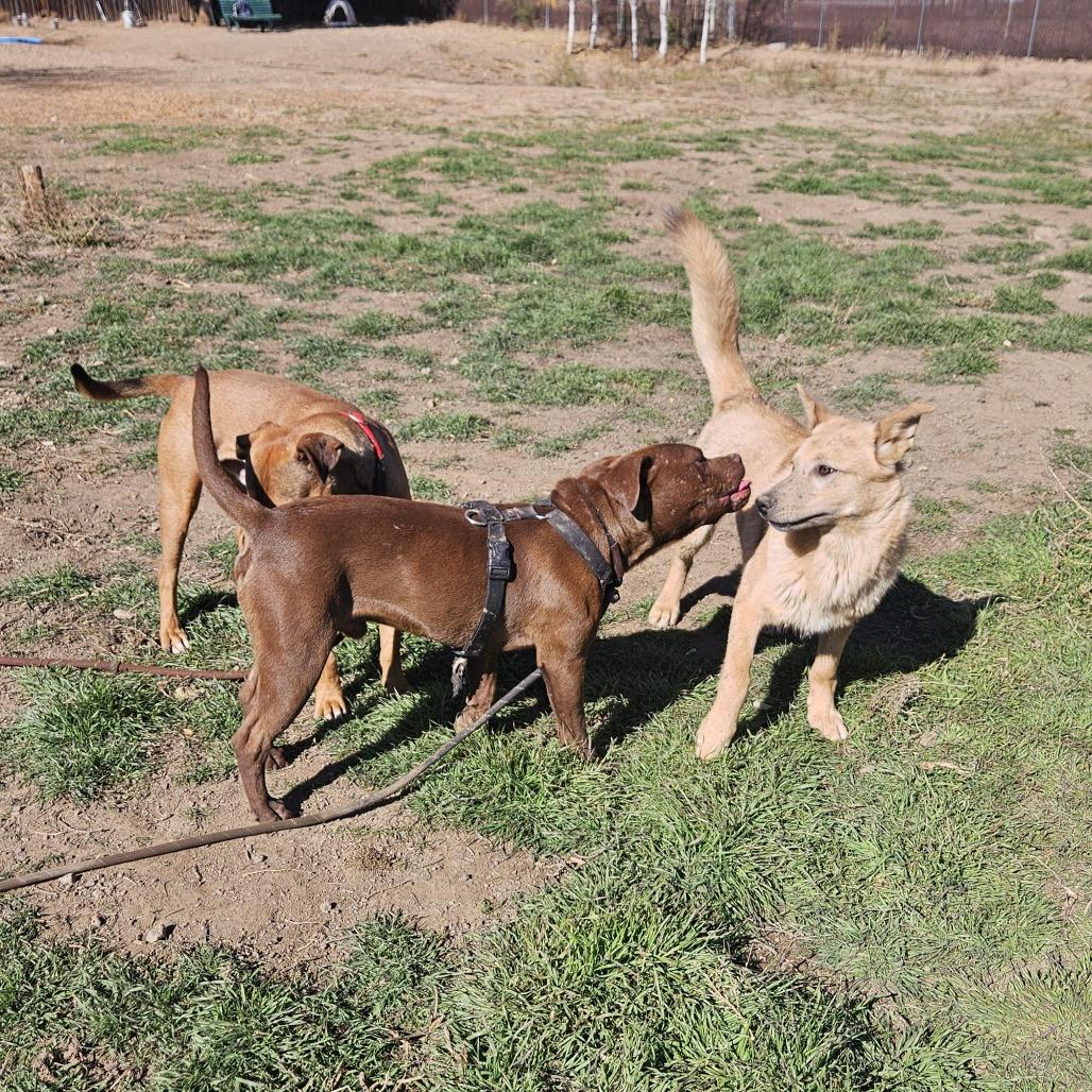 Muenster - In Foster! Need Another Dog in The Home, a Adoptable Pit Bull Terrier in Flagstaff, AZ image 5/6