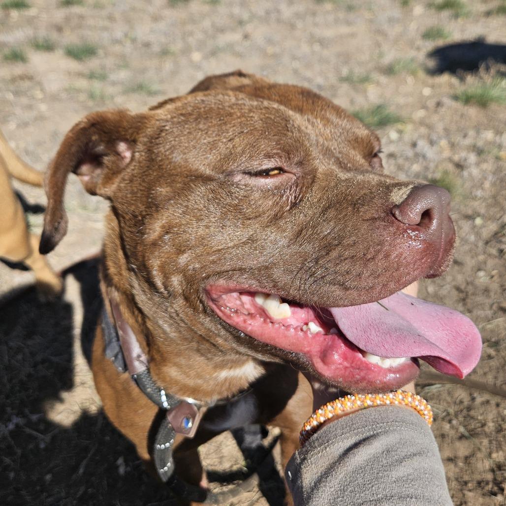 Muenster - In Foster! Need Another Dog in The Home, a Adoptable Pit Bull Terrier in Flagstaff, AZ image 6/6