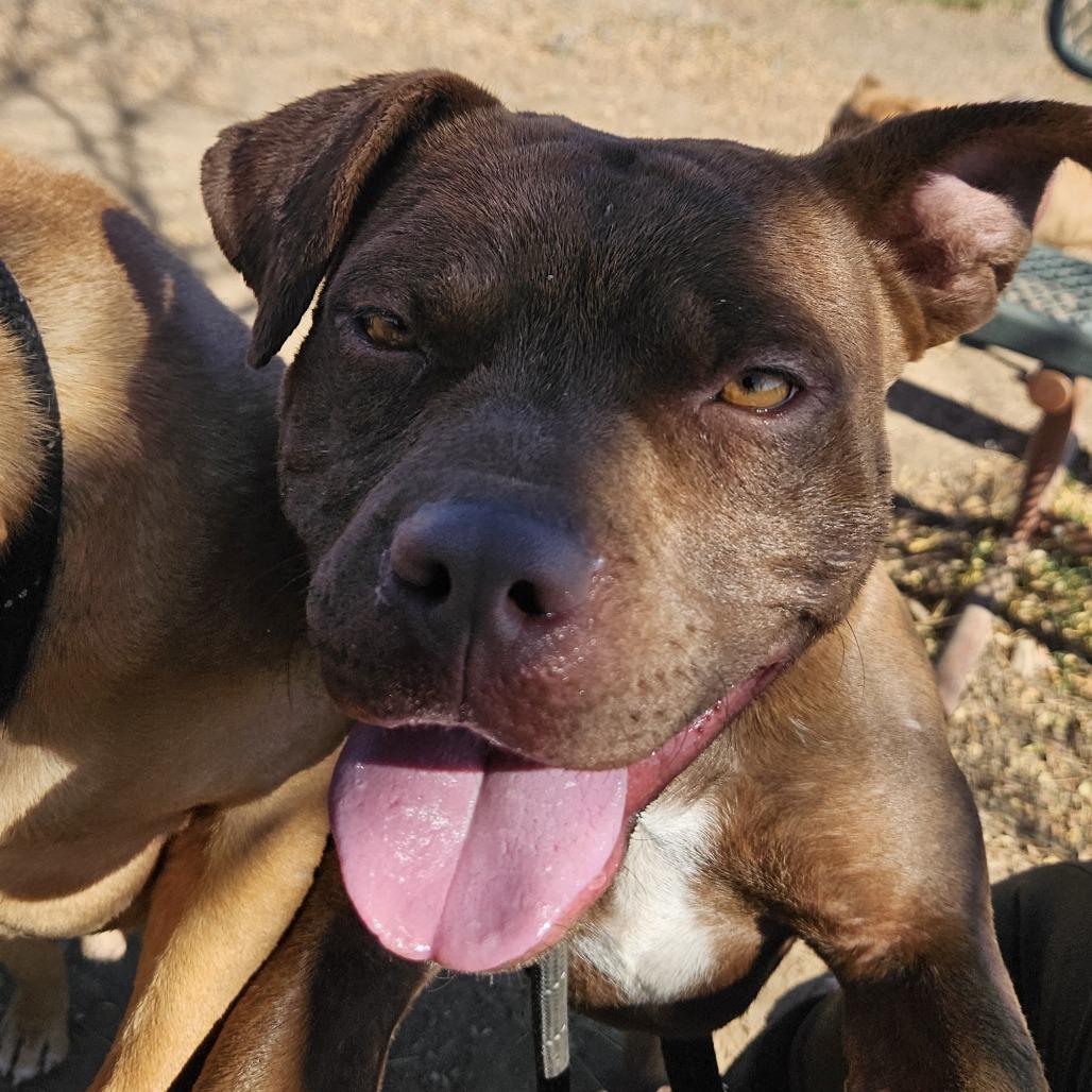 Enlarge Muenster - at Kingsmark Kennels!, a Adoptable Pit Bull Terrier in Flagstaff, AZ image 5/5
