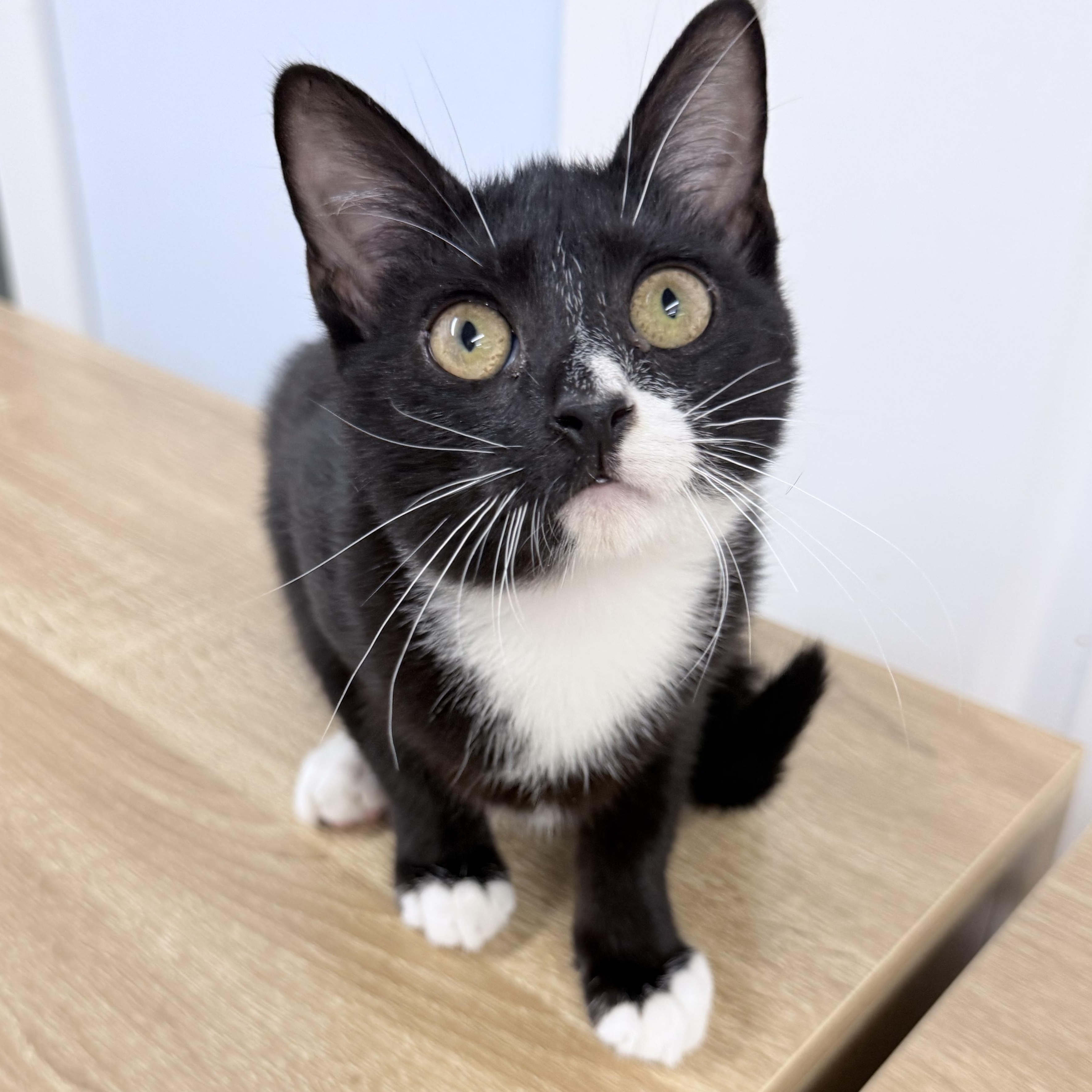Twylo, adopted, Young Male American Shorthair.