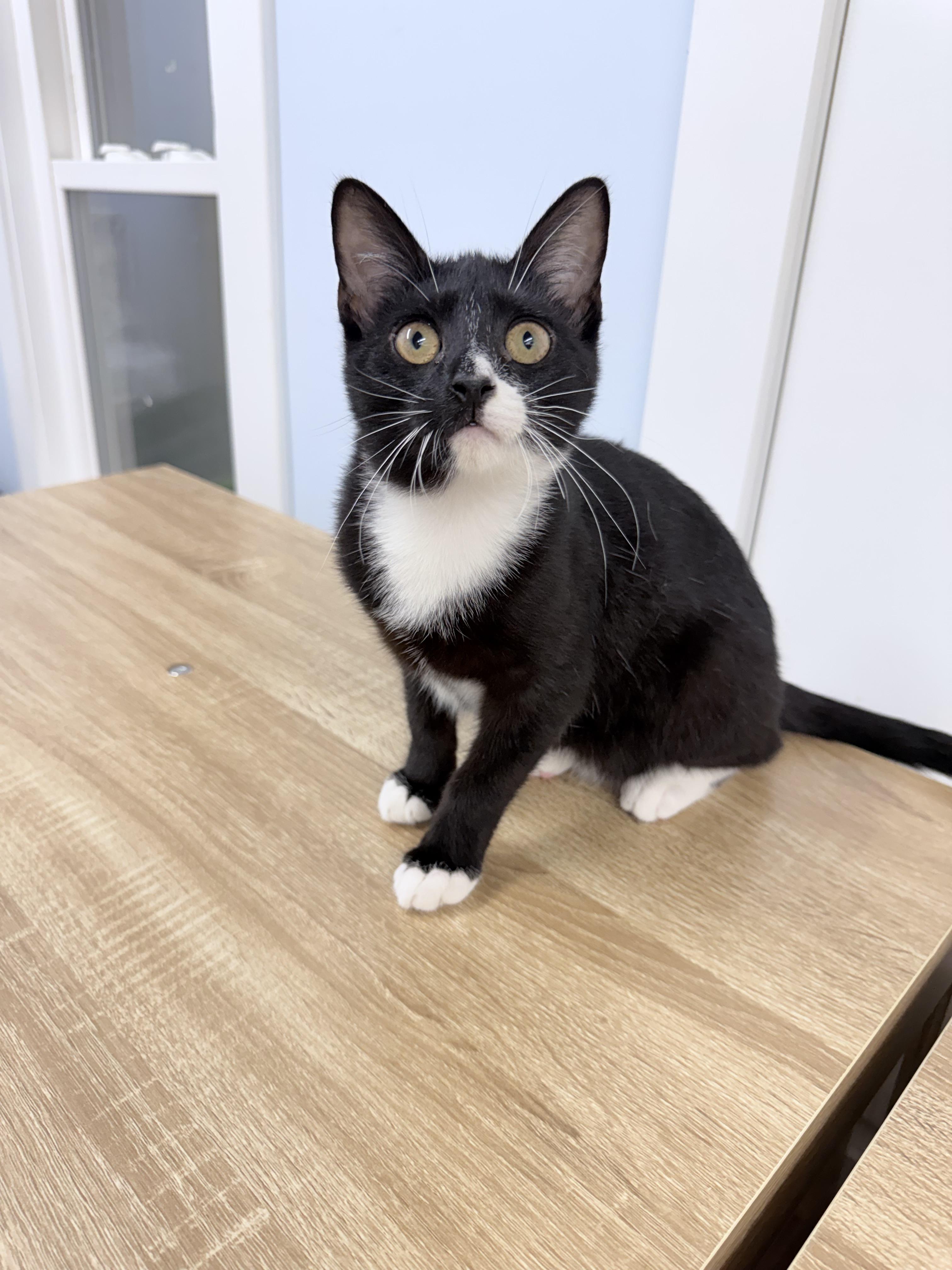 Enlarge Twylo, an adopted American Shorthair in Philadelphia, PA image 5/6