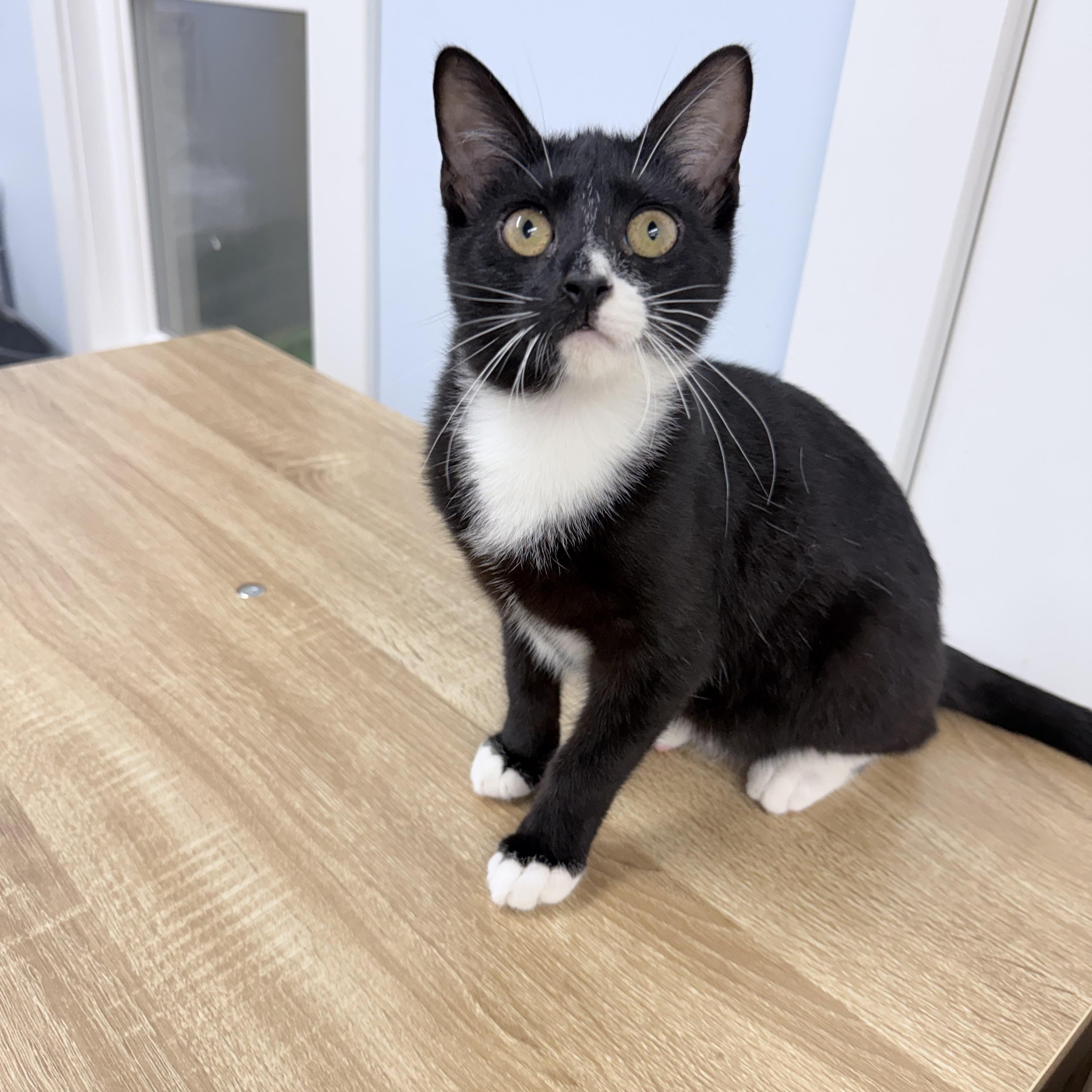 Enlarge Twylo, an adopted American Shorthair in Philadelphia, PA image 4/6