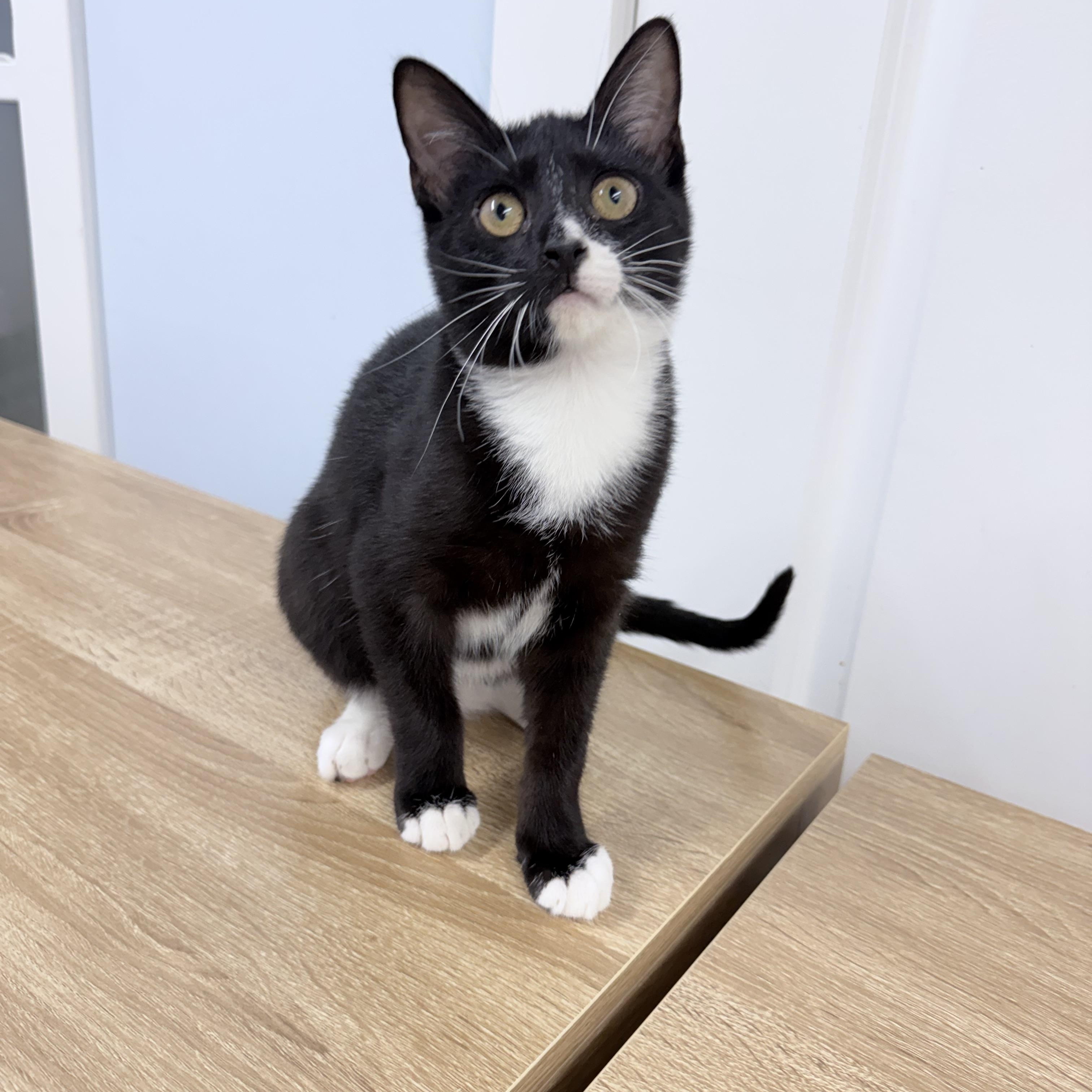 Enlarge Twylo, an adopted American Shorthair in Philadelphia, PA image 6/6
