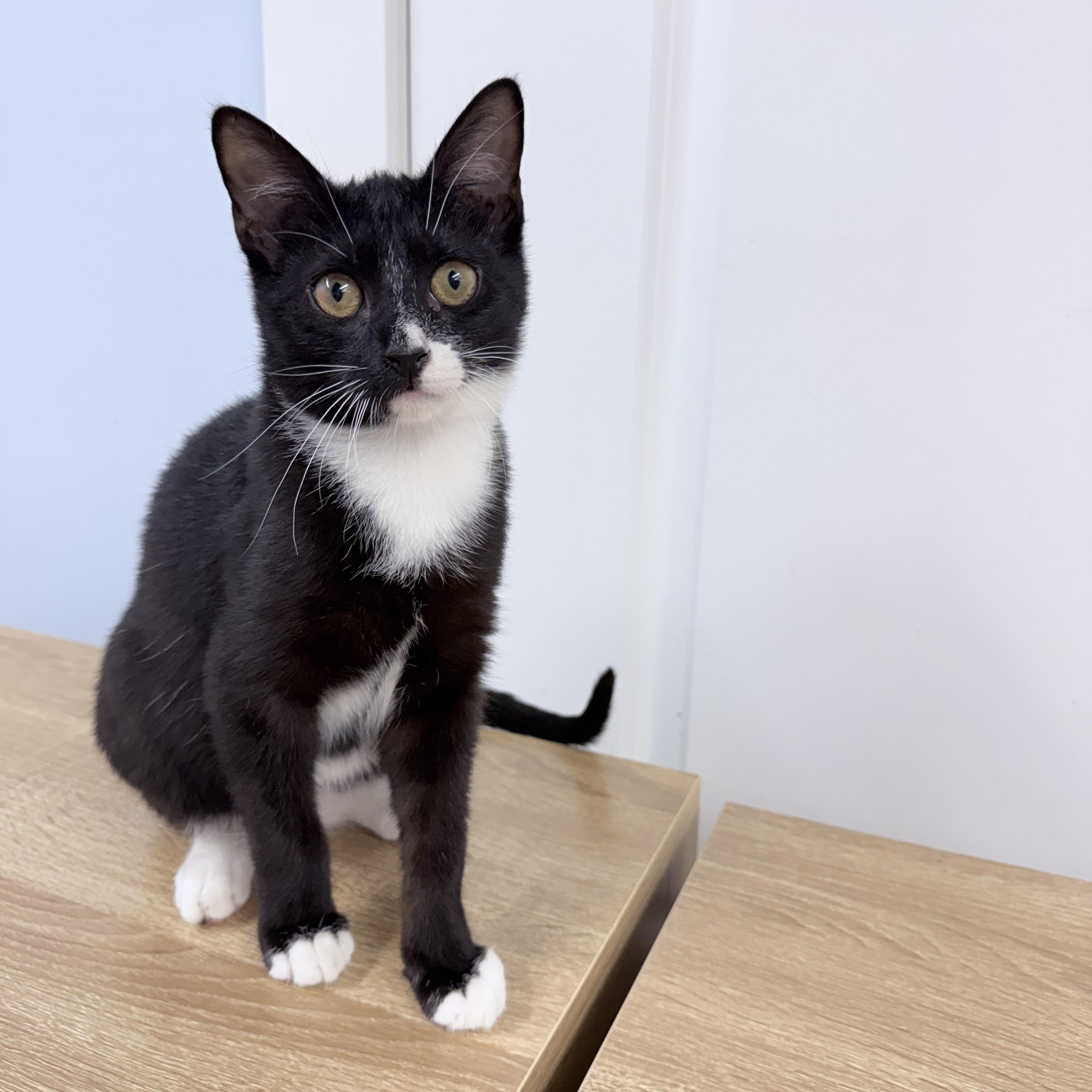 Enlarge Twylo, an adopted American Shorthair in Philadelphia, PA image 3/6