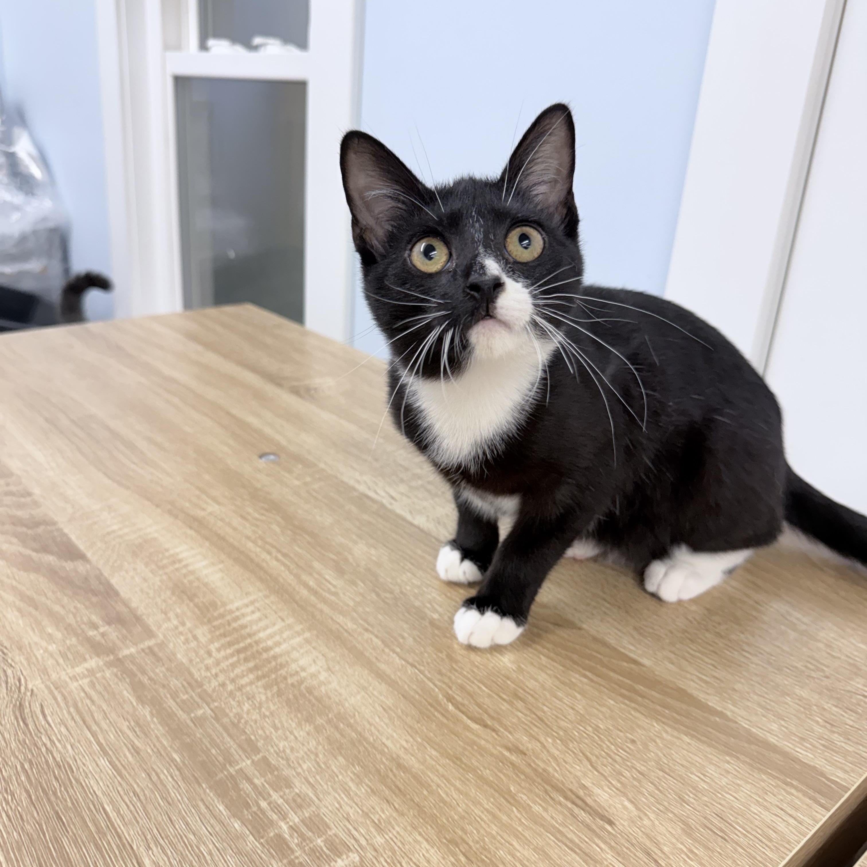 Enlarge Twylo, an adopted American Shorthair in Philadelphia, PA image 2/6