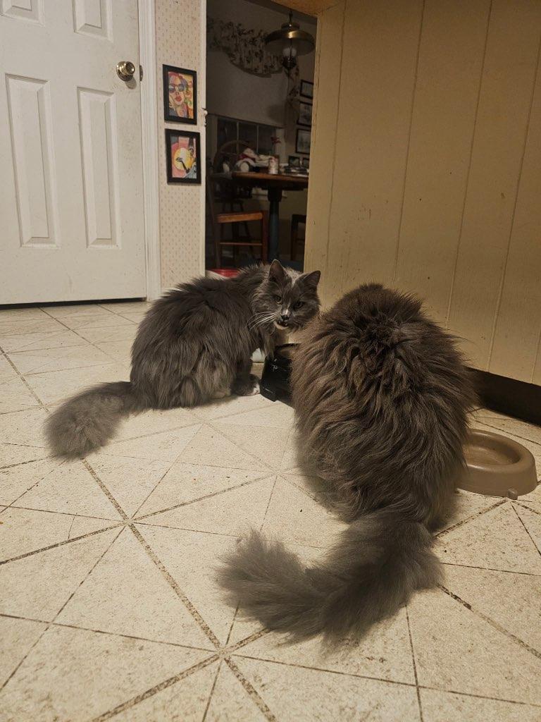 Enlarge Furbie, a ADOPTABLE Domestic Long Hair in KNOXVILLE, MD image 3/4