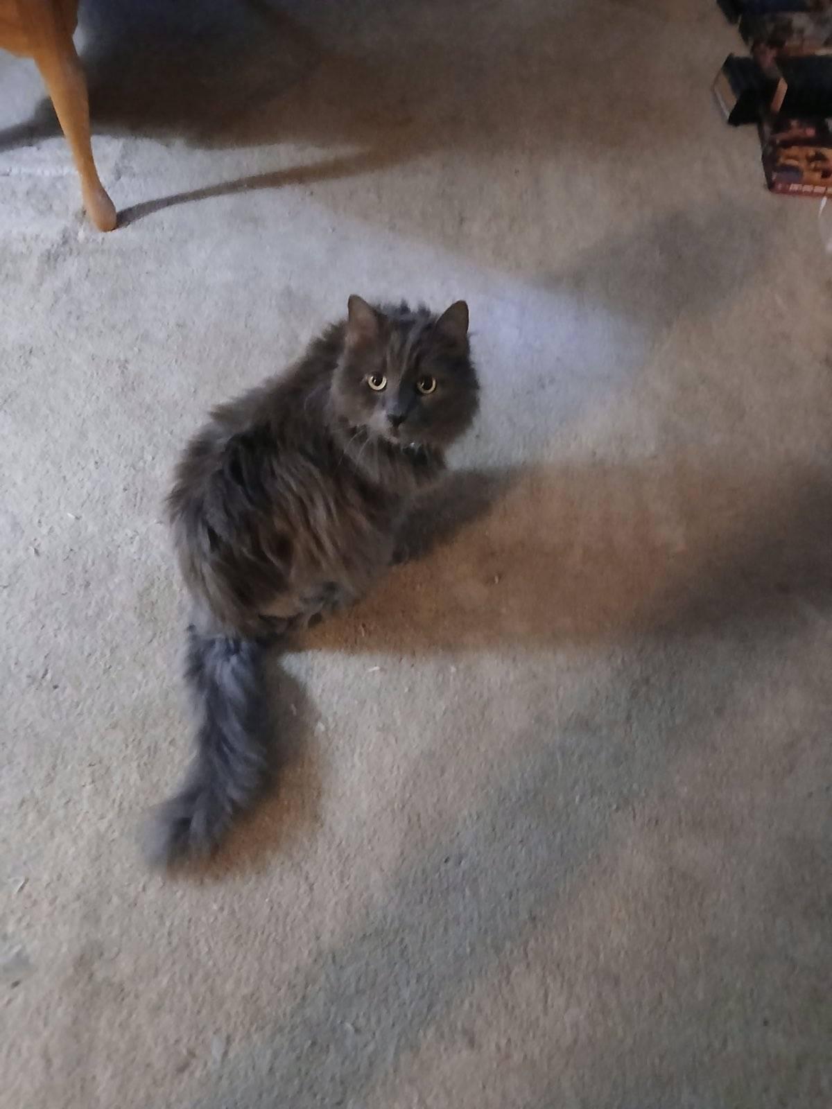 Enlarge Furbie, a ADOPTABLE Domestic Long Hair in KNOXVILLE, MD image 1/4