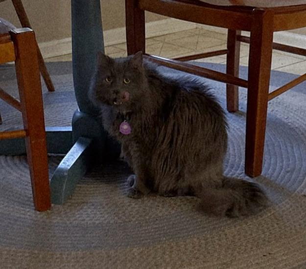 Enlarge Furbie, a ADOPTABLE Domestic Long Hair in KNOXVILLE, MD image 2/4
