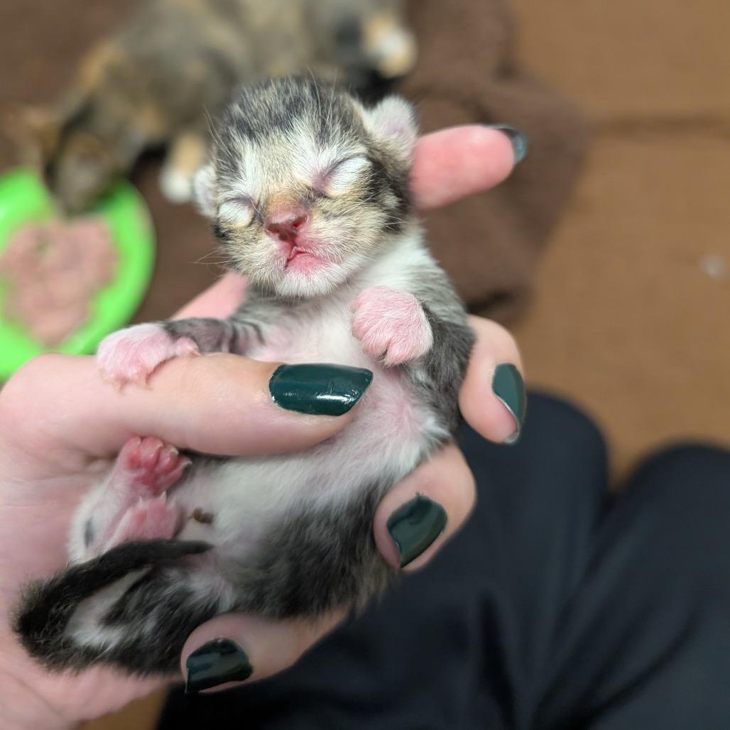 Enlarge Birch, a Adoptable Domestic Short Hair in Milford, IA image 1/6