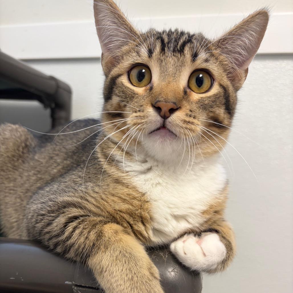 Enlarge Birch, a Adoptable Domestic Short Hair in Milford, IA image 2/6