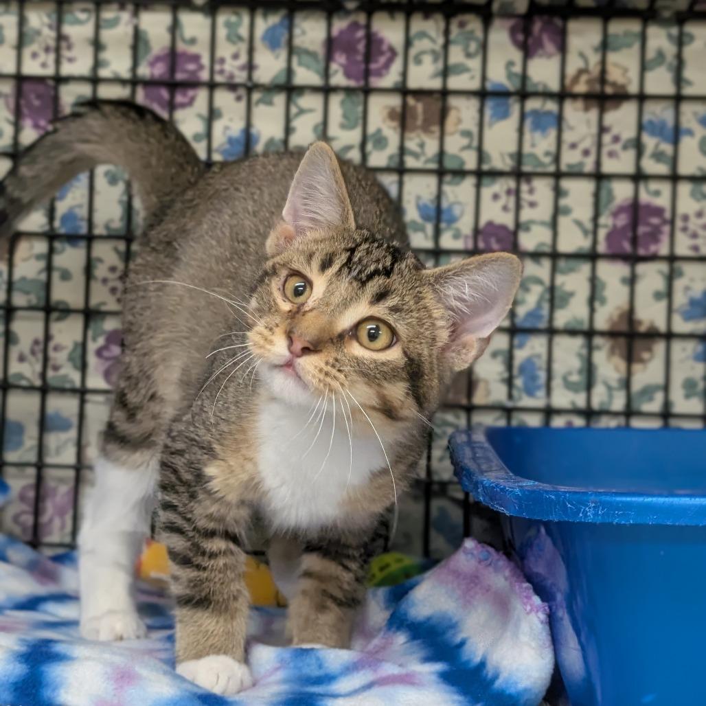 Enlarge Birch, a Adoptable Domestic Short Hair in Milford, IA image 3/6