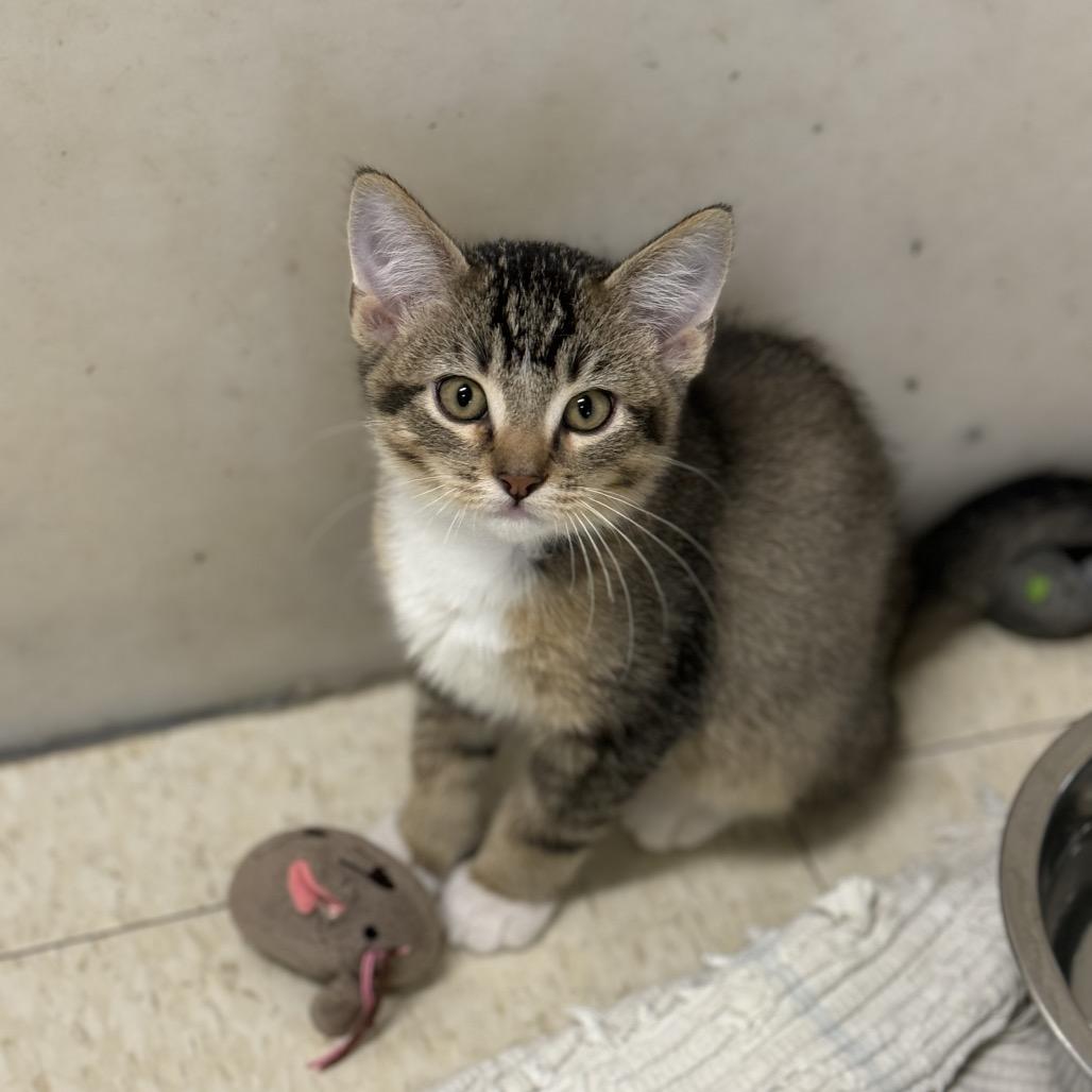 Enlarge Birch, a Adoptable Domestic Short Hair in Milford, IA image 4/6