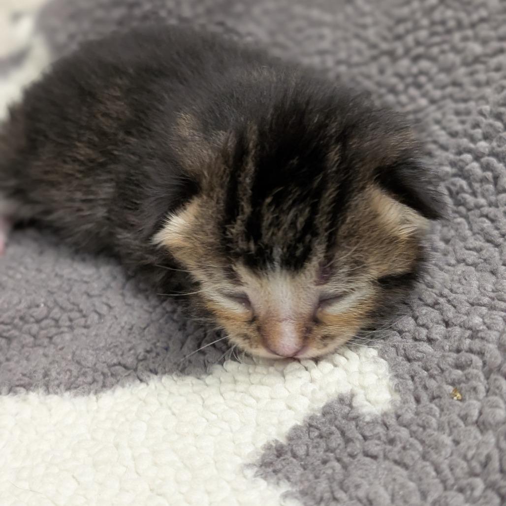 Enlarge Birch, a Adoptable Domestic Short Hair in Milford, IA image 5/6