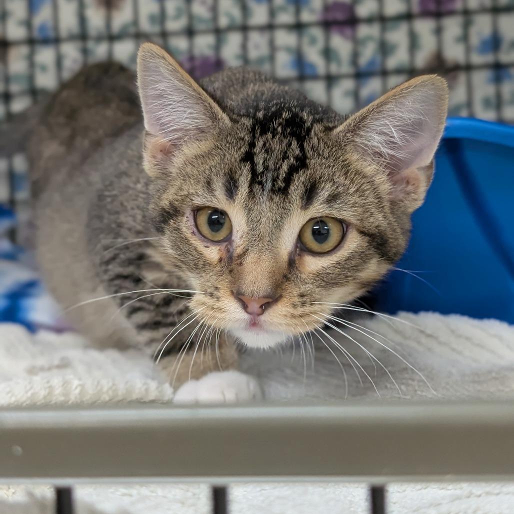 Enlarge Birch, a Adoptable Domestic Short Hair in Milford, IA image 6/6