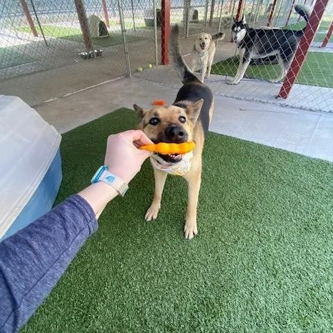 Enlarge Boomer, a ADOPTABLE mixed breed in Fayetteville, AR image 2/3