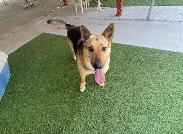 Enlarge Boomer, a ADOPTABLE mixed breed in Fayetteville, AR image 3/3