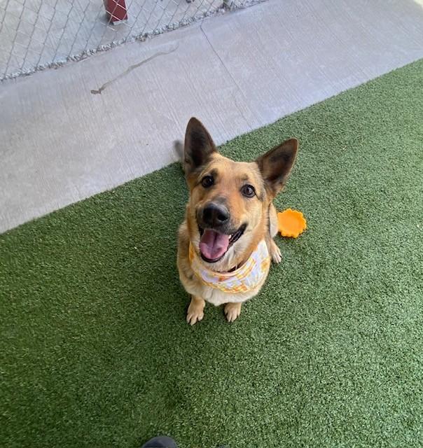 Enlarge Boomer, a ADOPTABLE mixed breed in Fayetteville, AR image 1/3