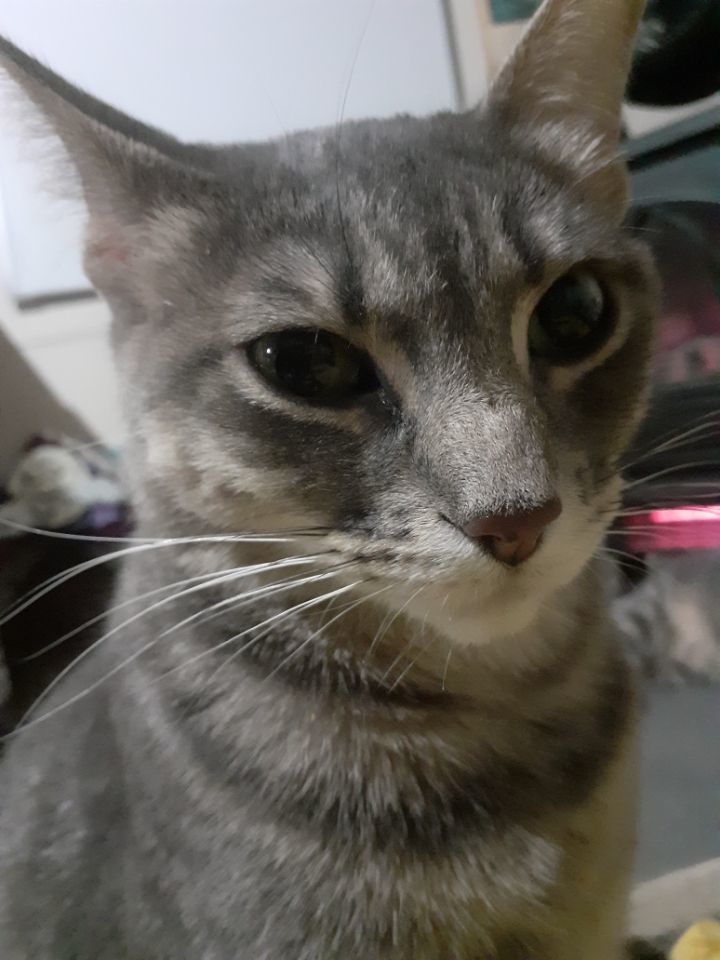 Luna 4