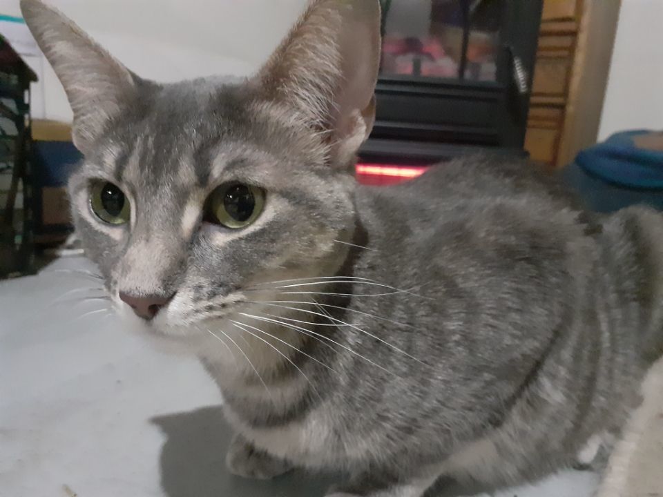 Luna 2
