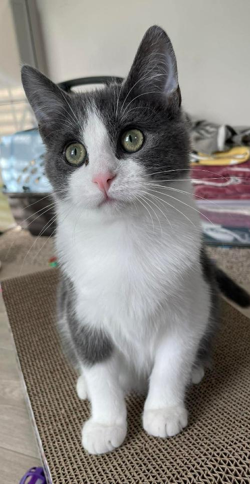 Siskin, Adoptable, Kitten Male Domestic Short Hair & Tabby.