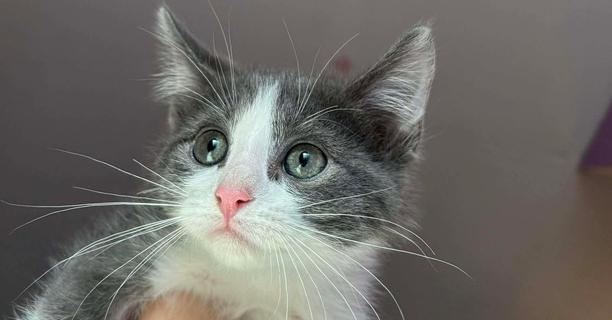 Siskin, Adoptable, Kitten Male Domestic Short Hair & Tabby.