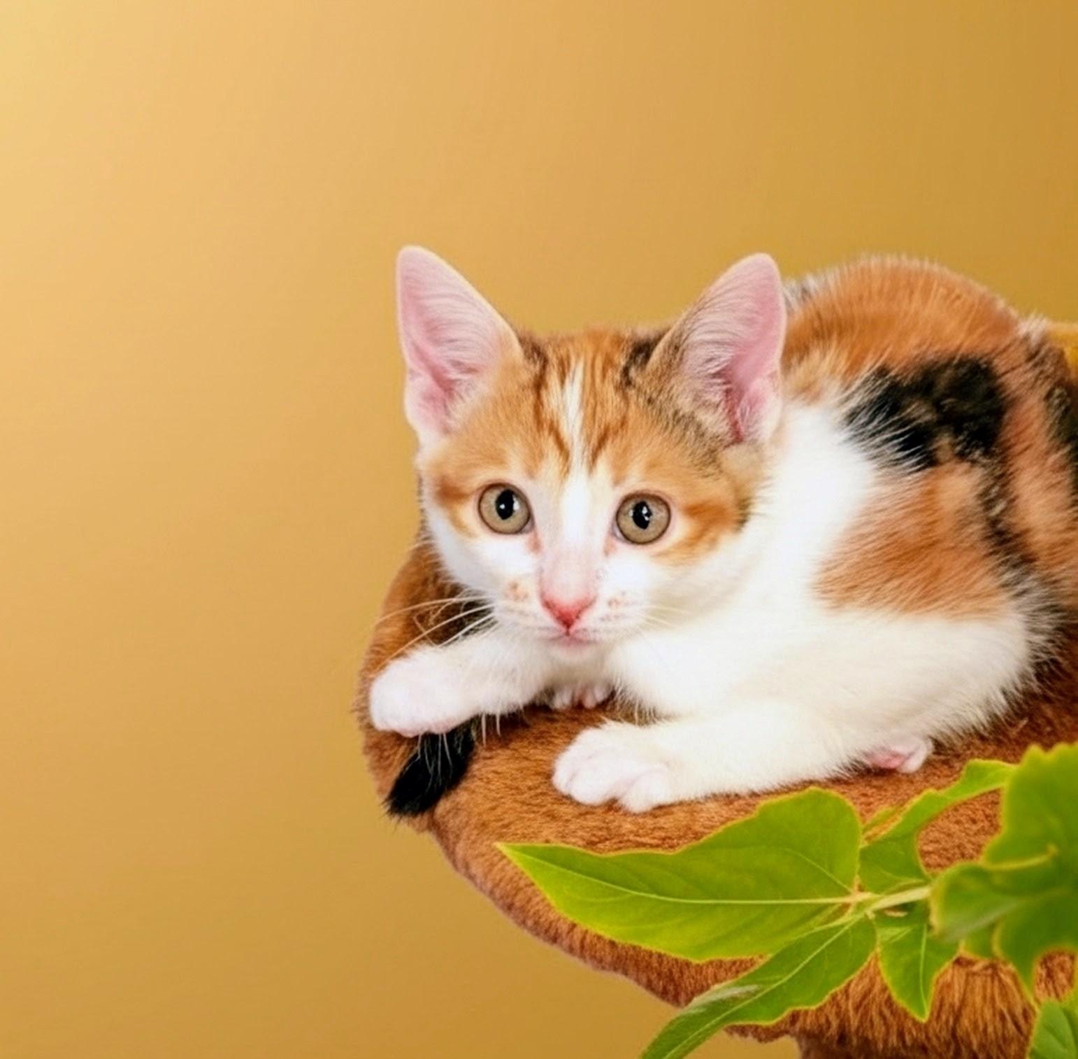 Flora MD, adopted, Kitten Female Calico.
