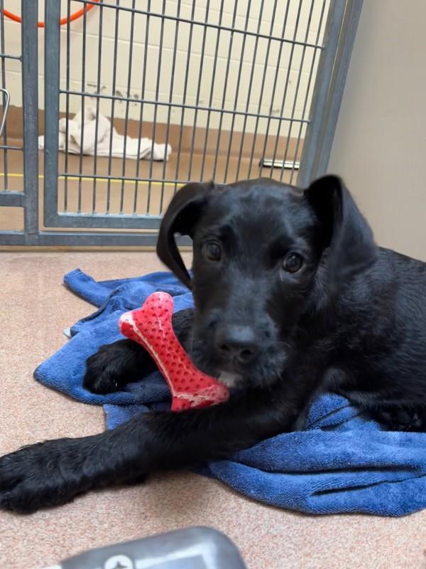 Enlarge Winston, a Adoptable mixed breed in Santa Rosa, CA image 1/1