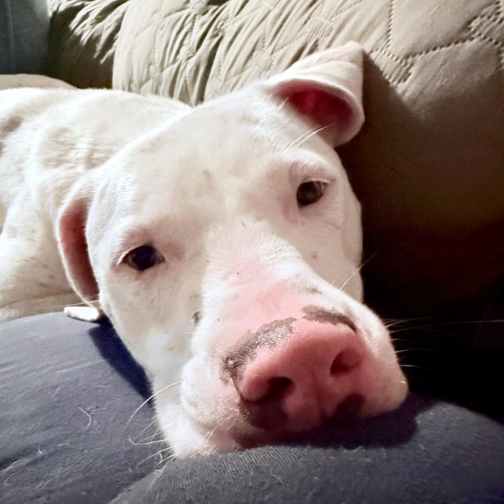 Enlarge Powder, a Adoptable mixed breed in Ennis, TX image 2/6