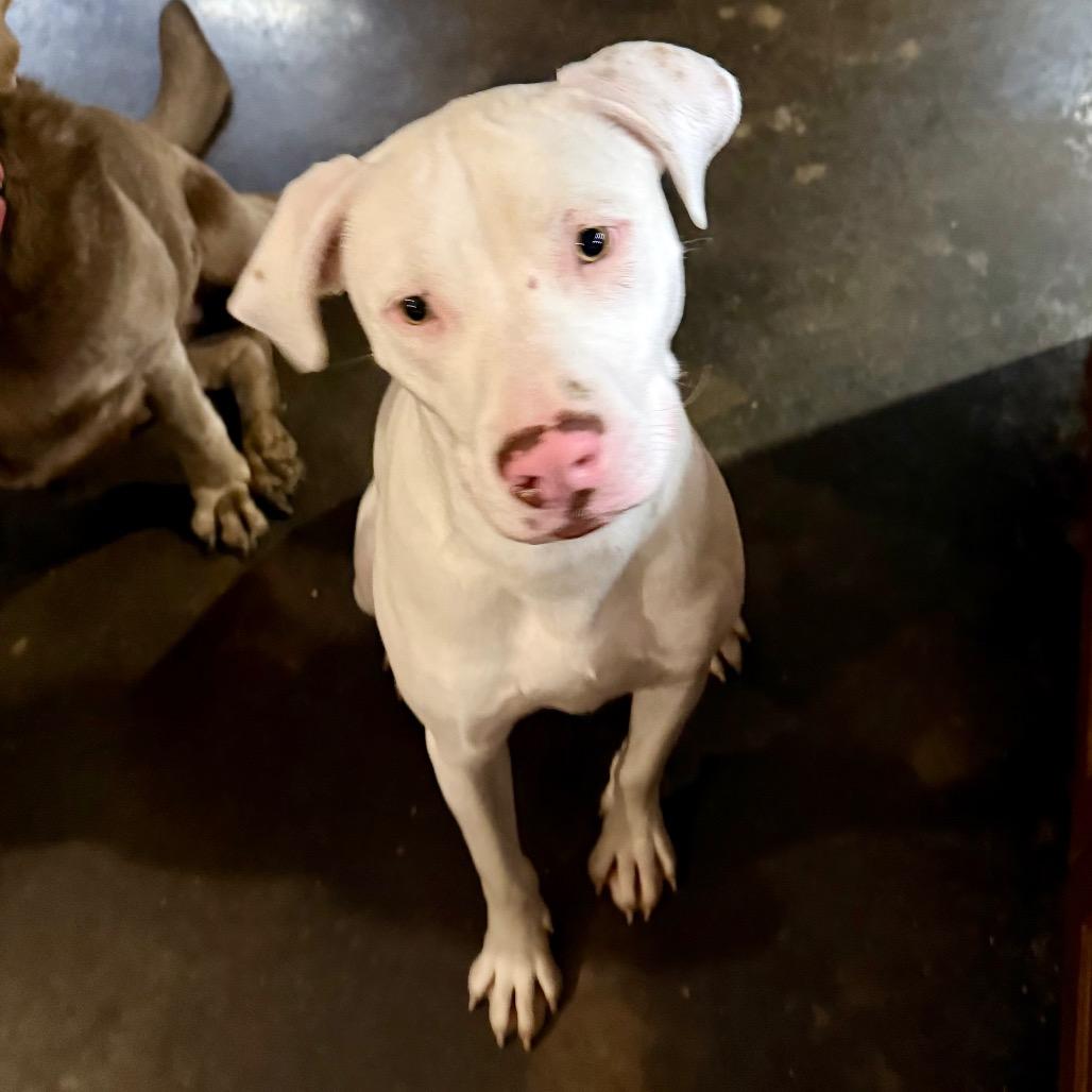 Powder, Adoptable, Adult Male Dogo Argentino.