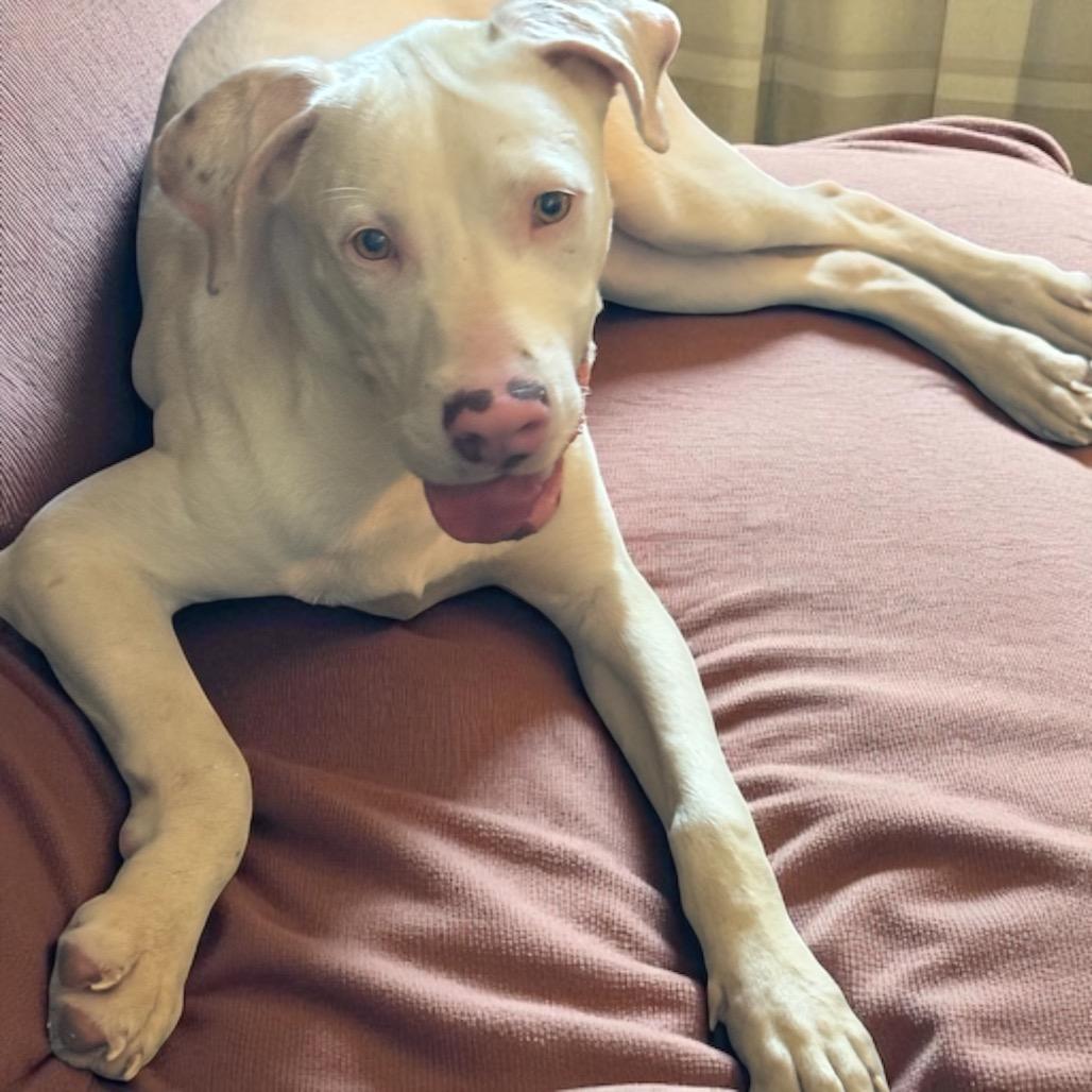 Enlarge Powder, a Adoptable mixed breed in Ennis, TX image 2/6