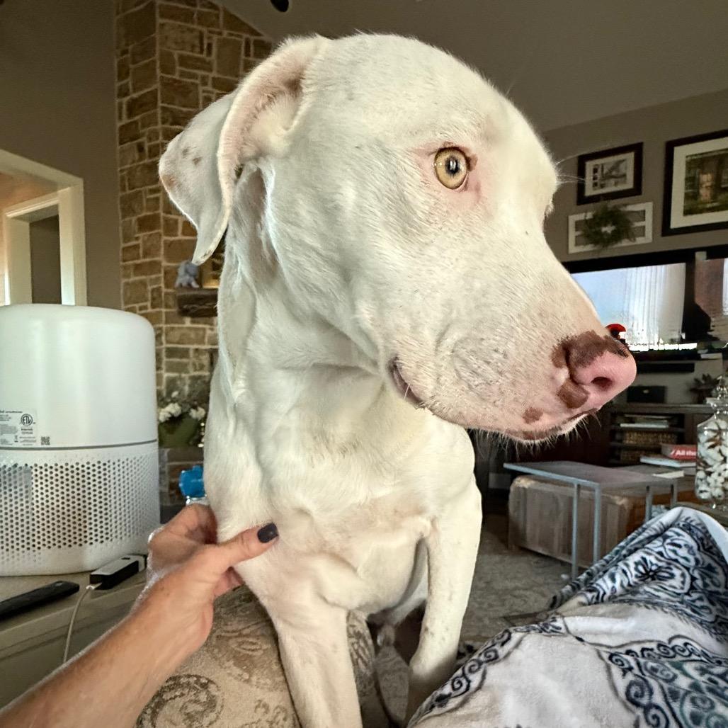 Enlarge Powder, a Adoptable mixed breed in Ennis, TX image 3/6