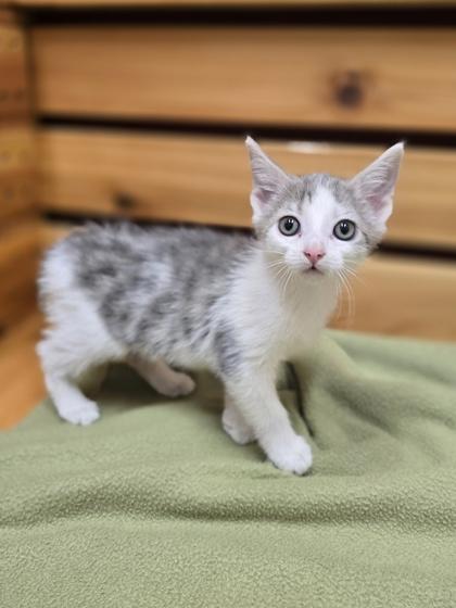 Enlarge Jenna, a Adoptable mixed breed in Woodstock, IL image 1/4