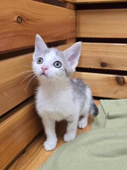 Enlarge Jenna, a Adoptable mixed breed in Woodstock, IL image 3/4