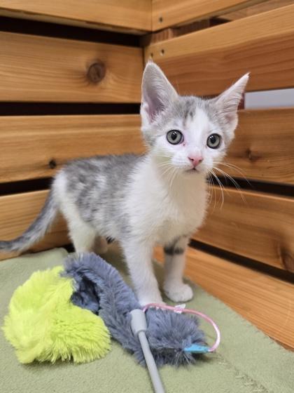 Enlarge Jenna, a Adoptable mixed breed in Woodstock, IL image 4/4