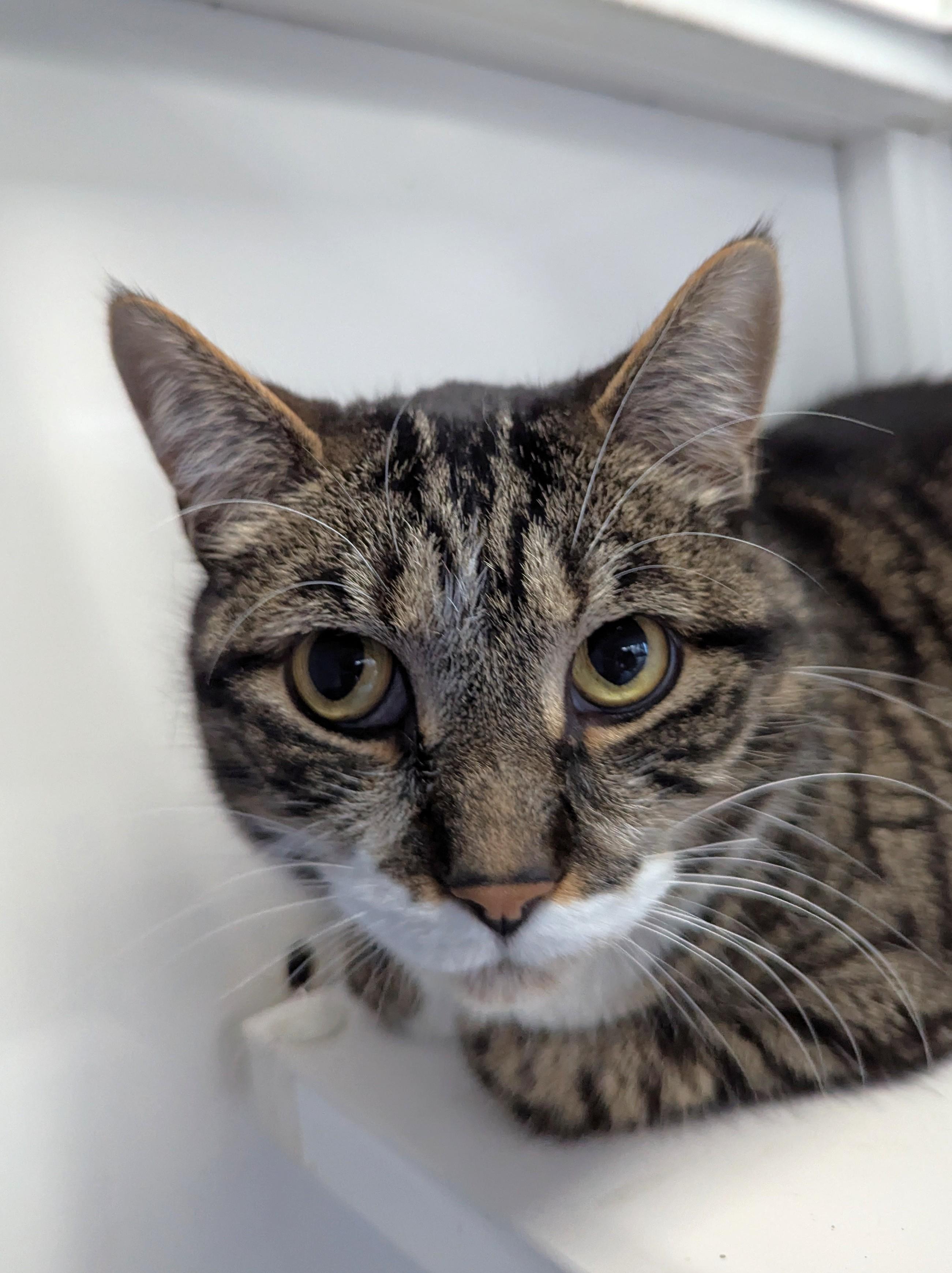 Leroy  (Declawed), an adoptable Domestic Short Hair in Oconto, WI, 54153 | Photo Image 1