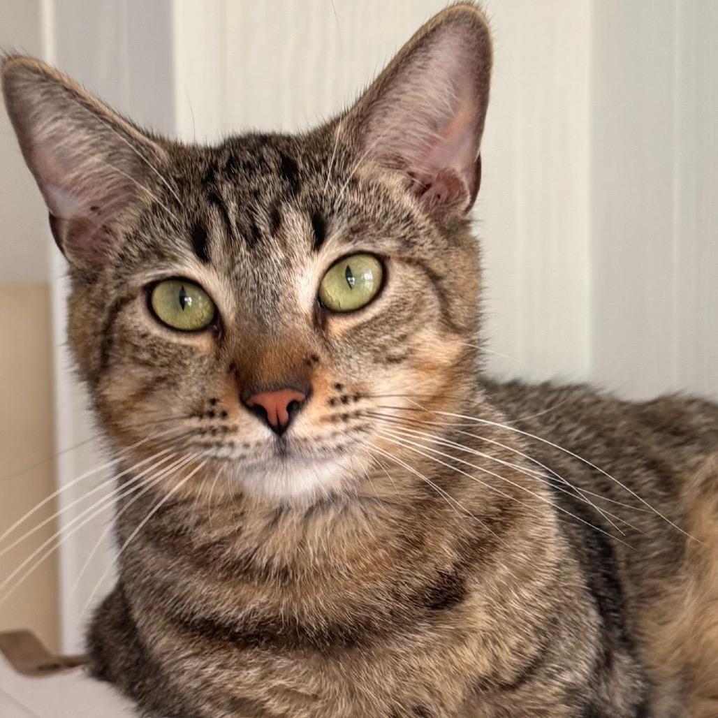 Benny, Adoptable, Young Male Domestic Short Hair.
